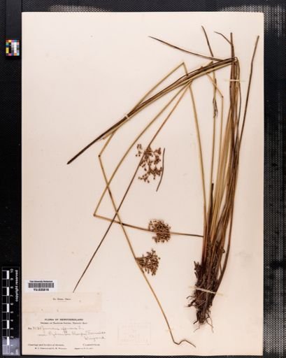 Juncus effusus