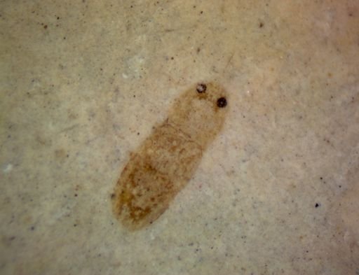 undet. Coleoptera