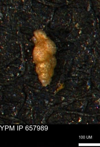 Verneuilinoides kansasensis