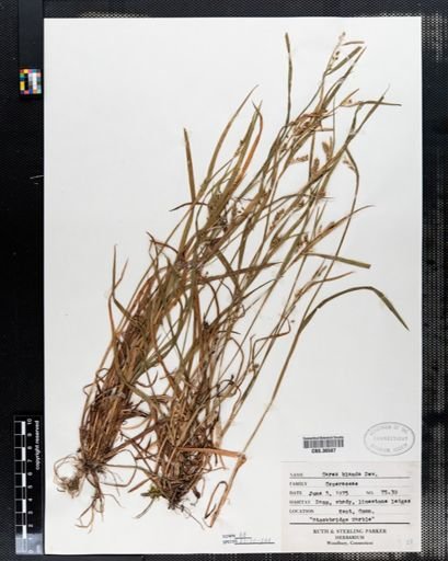Carex blanda