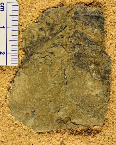 Leclercqia complexa