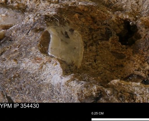 undet. Mollusca