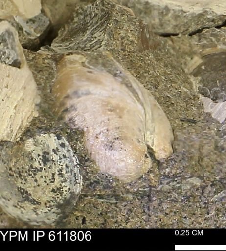Protocardia sp.