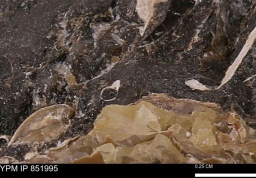 undet. Foraminifera
