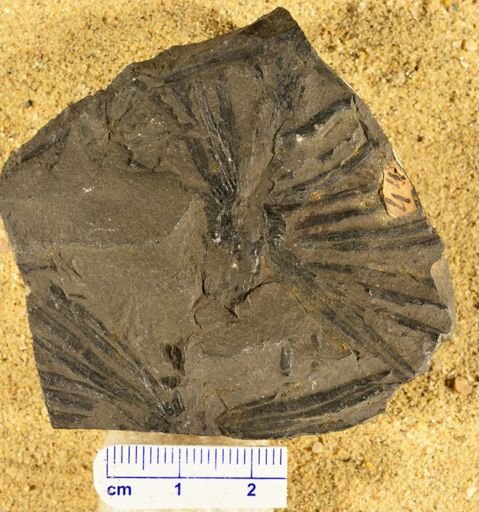 Annularia longifolia