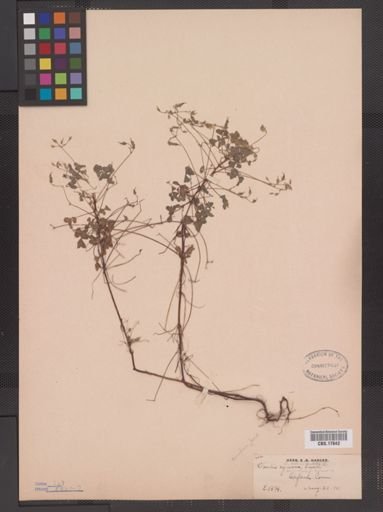 Oxalis stricta