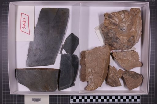 mixed taxa, stratigraphic collection