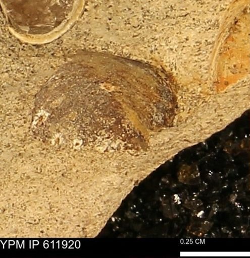Protocardia subquadrata