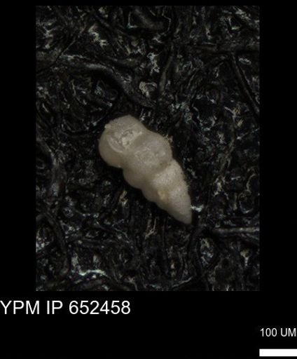 undet. Heterohelicidae