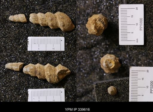 Melania wyomingensis