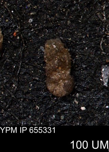 Ammobaculoides whitneyi