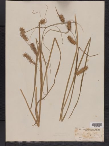 Carex retrorsa