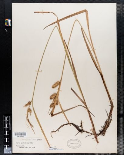 Carex hystericina