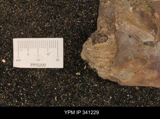 Scaphites sp.
