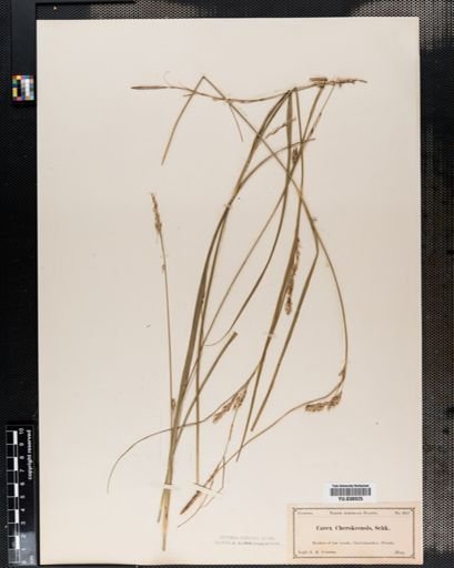 Carex