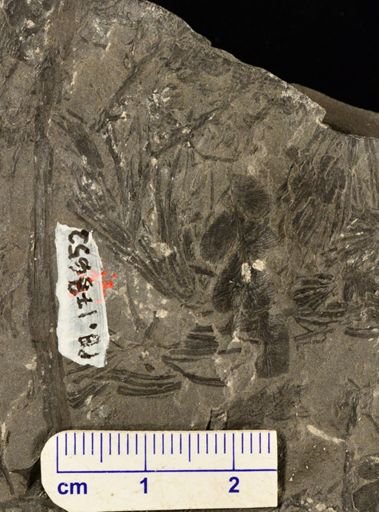 Asterophyllites sp.