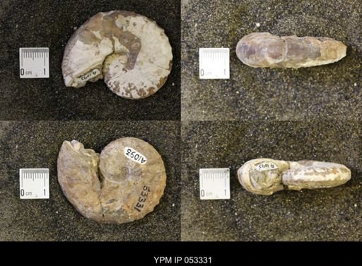 Discoscaphites conradi