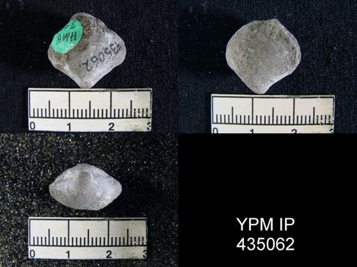 Athyris capillata