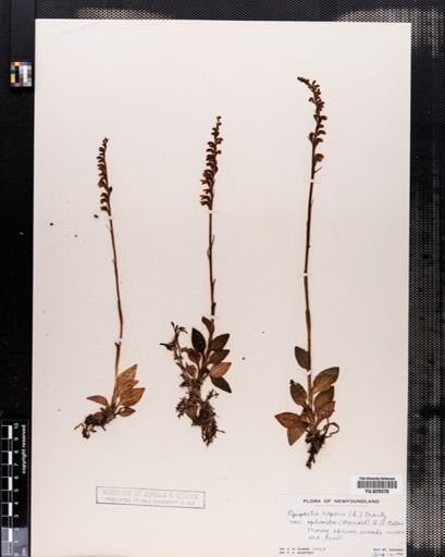 Plantae