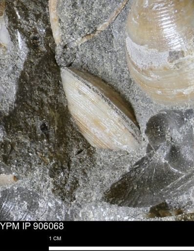 Limopsis striatopunctatus
