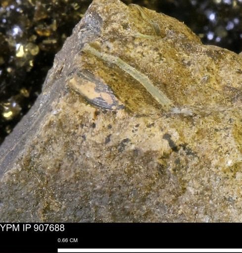 undet. Bivalvia