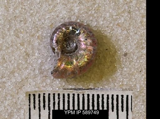 undet. Scaphitidae
