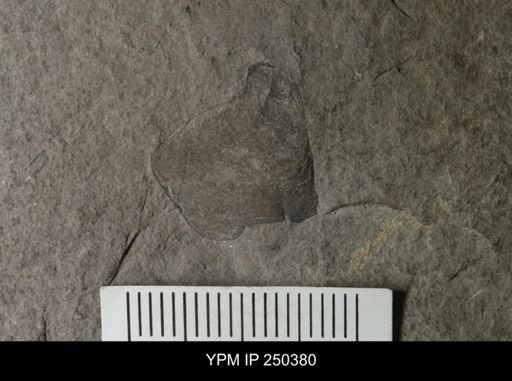 undet. Eurypterida