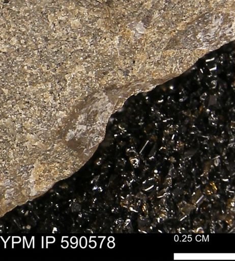 undet. Mollusca