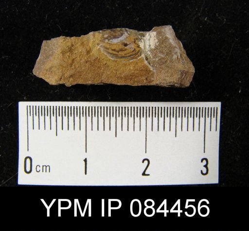 cf. Lingula