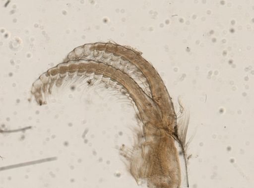 Amphibalanus improvisus