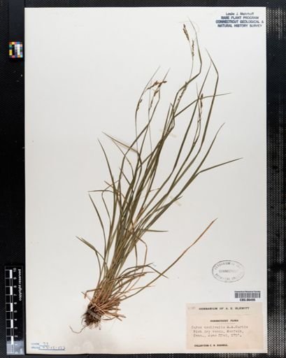 Carex aestivalis