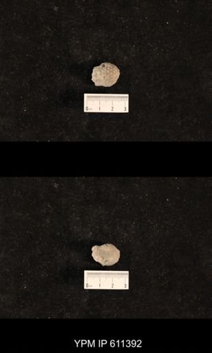 Monticulipora laevis consimilis