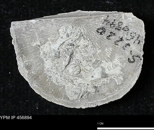 Stropheodonta sp.