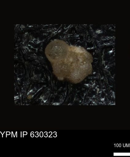 undet. Foraminiferida