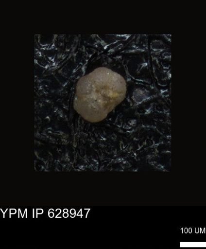 undet. Foraminiferida
