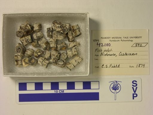 undet. Actinopterygii