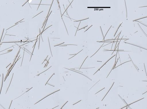 Hymeniacidon heliophila