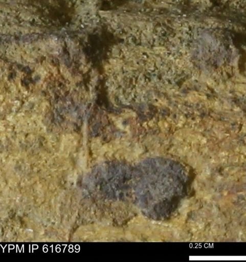 Teredo sp.