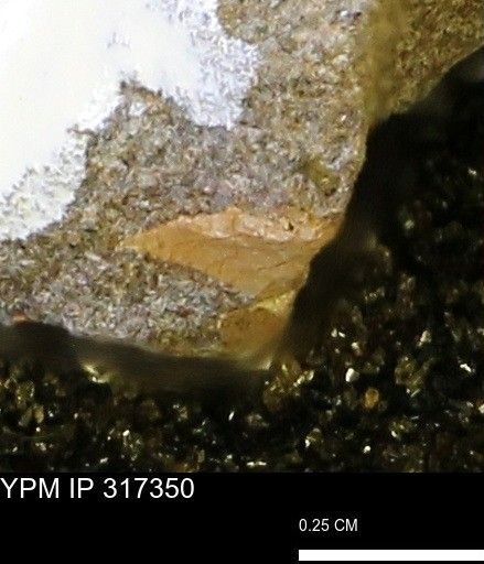 undet. Mollusca