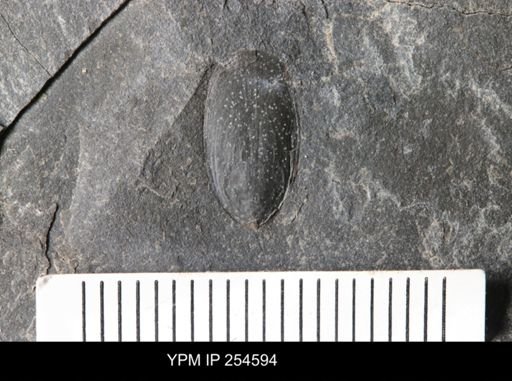 Linguloidea