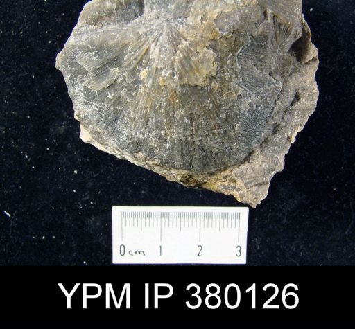 undet. Strophomenida