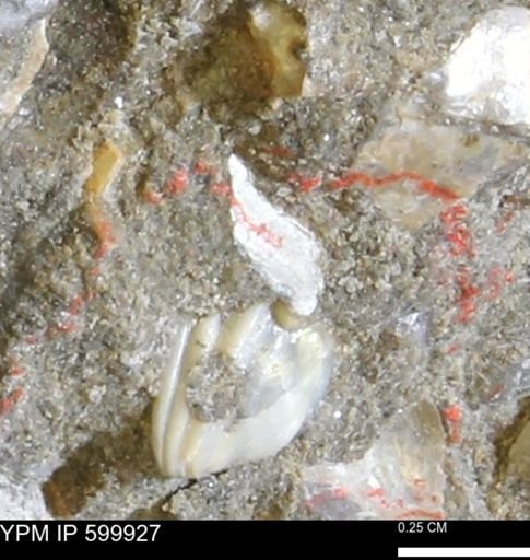 undet. Bivalvia