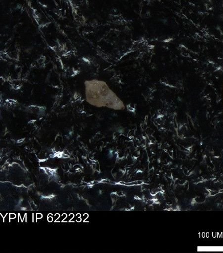 undet. Heterohelicidae