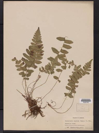 Dryopteris