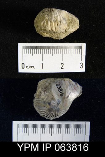 Trigonirhynchia tennesseensis