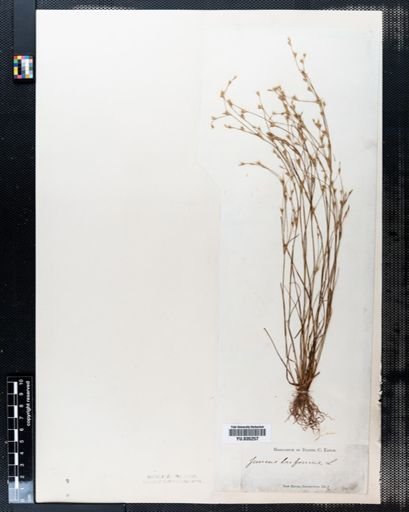 Juncus bufonius