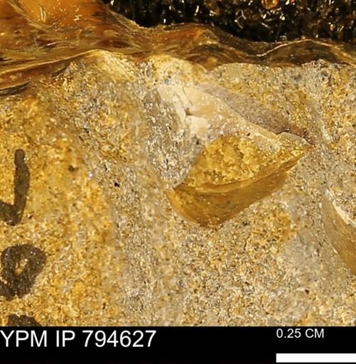 Protocardia subquadrata