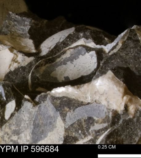 Limopsis striatopunctatus