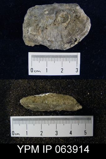 Strophonella roemeri