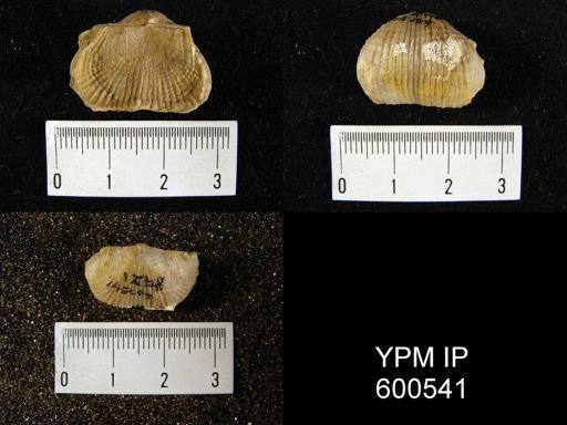 Marginifera lasallensis